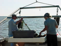 Net being retrieved