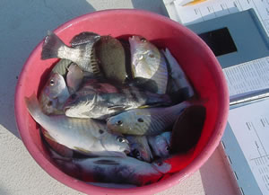 Fish collected in trawl net