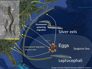 American Eel life cycle