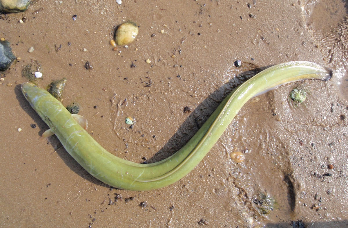NJDEP Division of Fish & Wildlife The Incredible American Eel