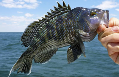 Black Sea Bass