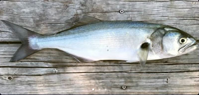 Bluefish