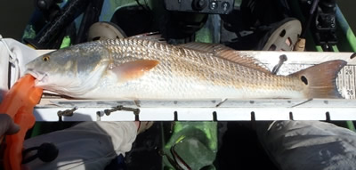 Redfish