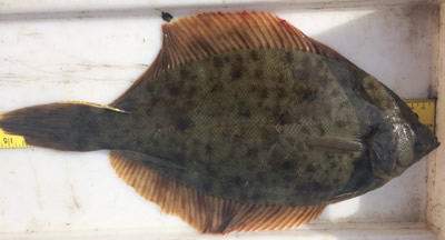 Winter Flounder