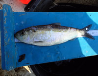 Adult alewife herring