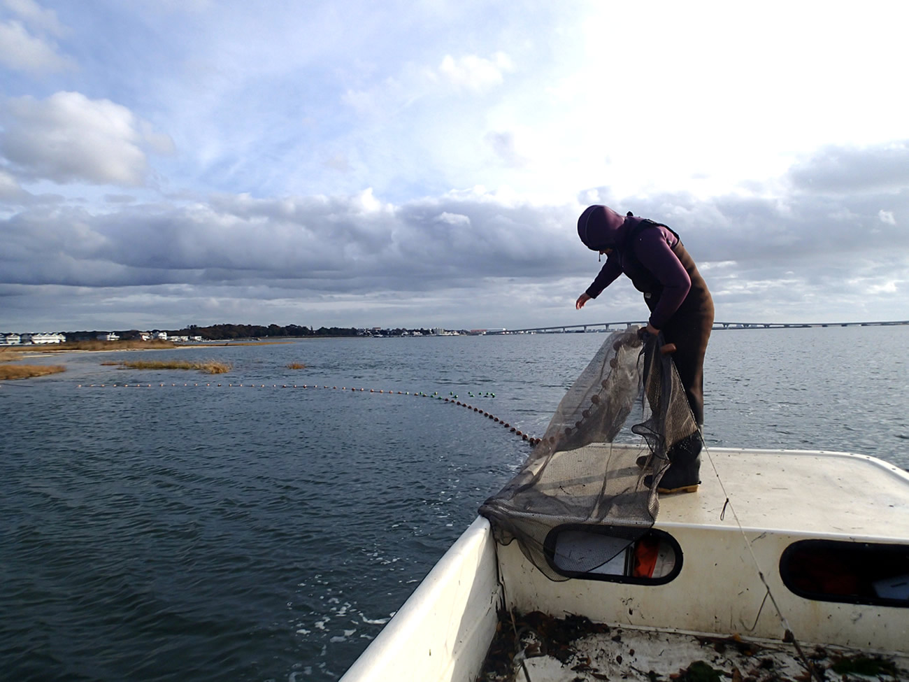 NJDEP Division of Fish & Wildlife - Studying River Herring - 2016