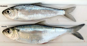 Blueback Herring and Alewife Comparison