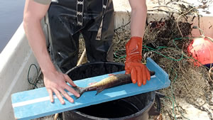 Measuring the length of a fish