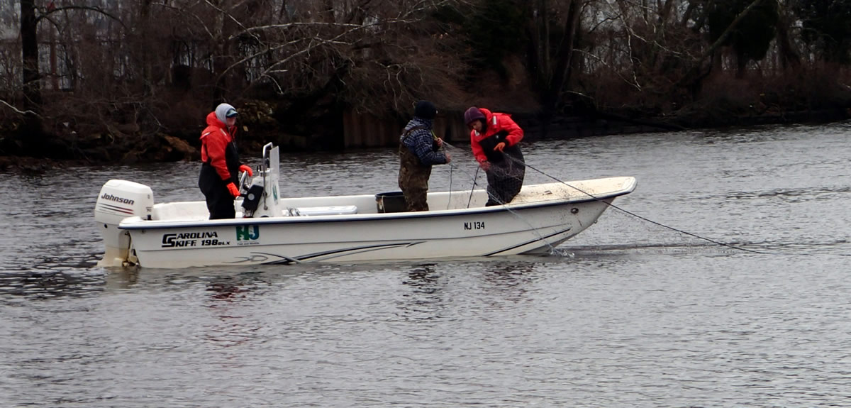 NJDEP Division of Fish & Wildlife - A Day Spent Gill Netting for