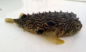 Striped Burrfish