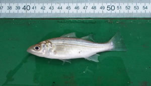 Juvenile striped bass