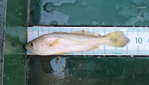 Juvenile weakfish