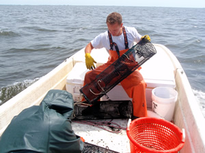 Preparing eel traps for deployment