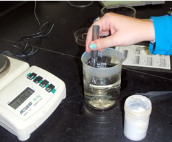 Processing glass eels in the lab