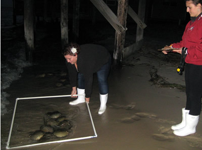 Marine Fisheries biologists use a quadrat to count horseshoe crabs on Gandy's Beach
