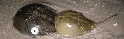 Tagged female (left) and male (right) horseshoe crab.