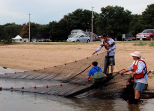 Pulling in the seine net