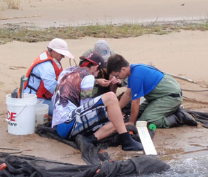 Sorting fish on the seine survey