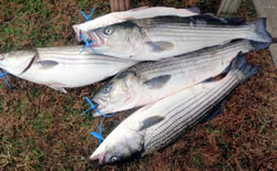 Striped bass ready for otolith extraction