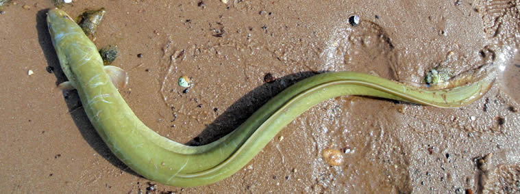 Yellow eel on beach