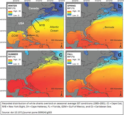 Distribution of White Sharks