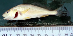 Atlantic Croaker