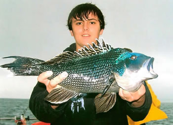 Angler with Black Sea Bass