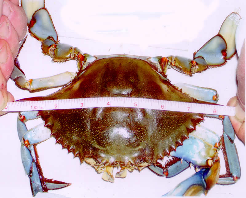 NJDEP Division of Fish & Wildlife - State Record Blue Crab Caught