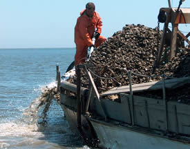 Planting oysters