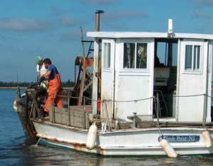 Transplanting oysters