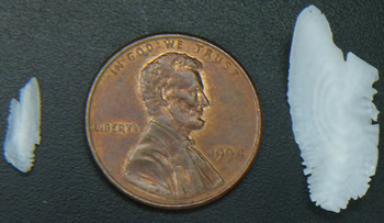 Otoliths compared to penny