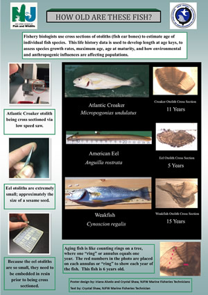 Otolith aging poster