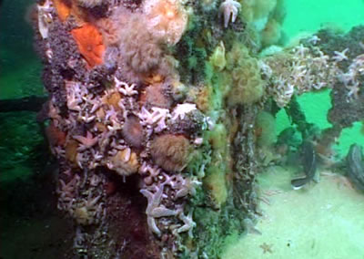 Fully colonized reef structure