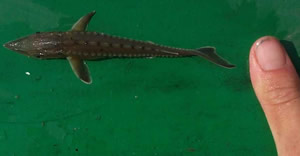 Shortnose Sturgeon