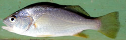 Silver Perch