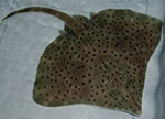 Barndoor Skate