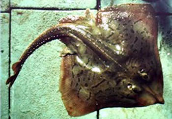 Clearnose Skate