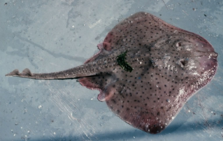 You May Spot Some Stingrays Along New Jersey Beaches This Summer
