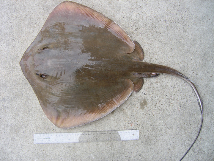 These are all the stingrays living in N.J. waters. Should you be