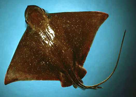 Skates & Rays of the Jersey Shore — Save Coastal Wildlife