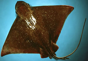 Bluntnose Stingray