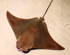 Cownose Stingray