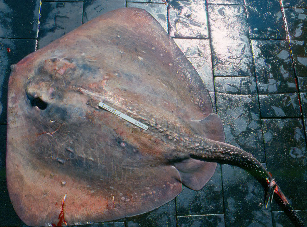 These are all the stingrays living in N.J. waters. Should you be