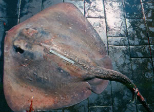 Roughtail Stingray