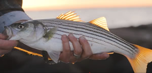 Striped bass