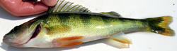 Yellow Perch