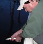 Releasing musky