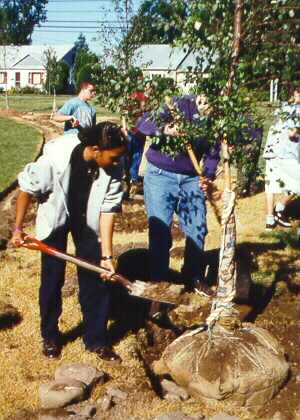 Volunteers planting tree