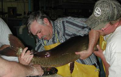 Stripping muskellunge