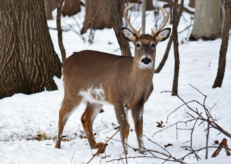 Photo of White-Tailed Deer in Snow